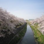 山崎川の桜を見にいきました！の詳細へ